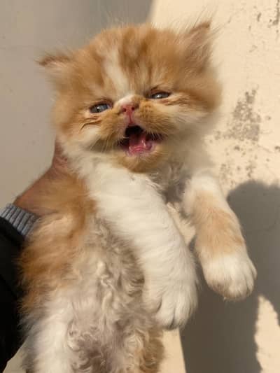 PEKE/PIKI BI COLOR MALE KITTEN