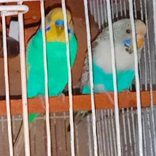 Budgie confirm Beautiful Brother Pairs  Australian Parrot Bird