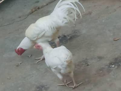 Aseel strong bloodline  murgha / patha