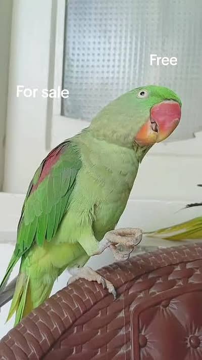Raw female parrot for sale