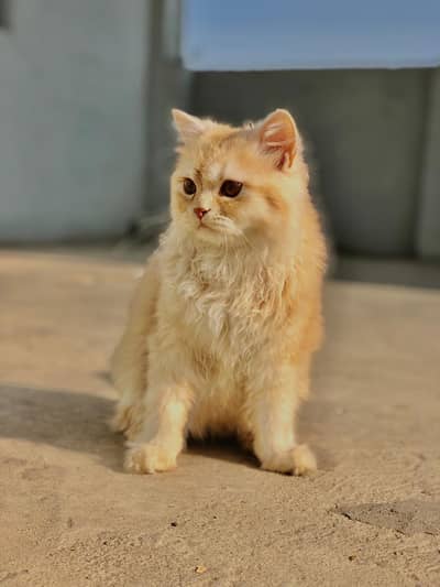 Gorgeous Triple Coat Persian Male - 8 Months Old