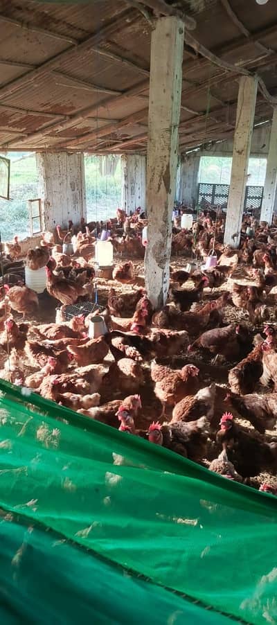 3 piece available ha eggs laying ha