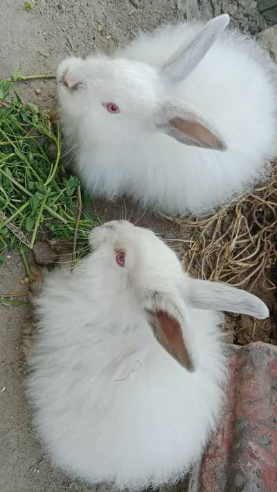 Angora rabbit and wooden cage with box