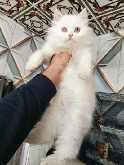 Persian kitten white tripple coat Hazel brown eyes