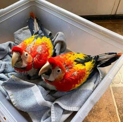 red macaw parrot chicks for sale 330//1785//742
