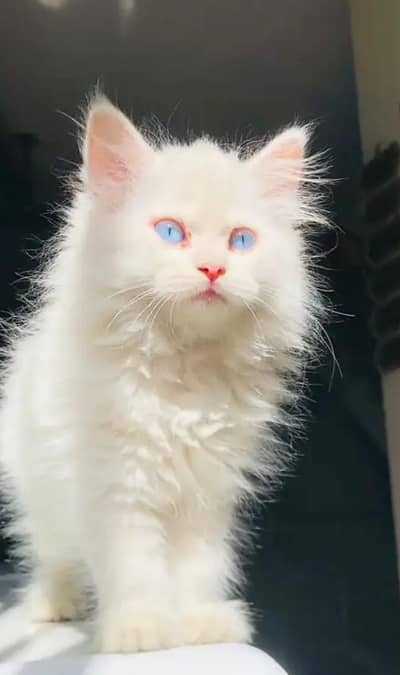 Persian kitten for sale 0345/0075/589 my WhatsApp
