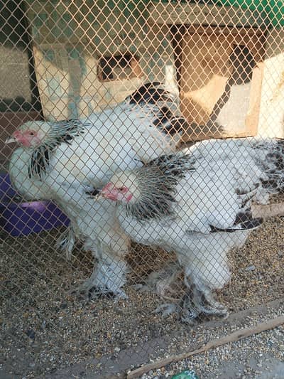 Brahma Rooster hen