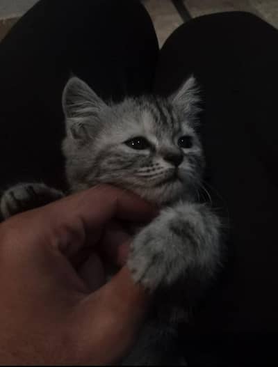 One month beautiful cat for sale