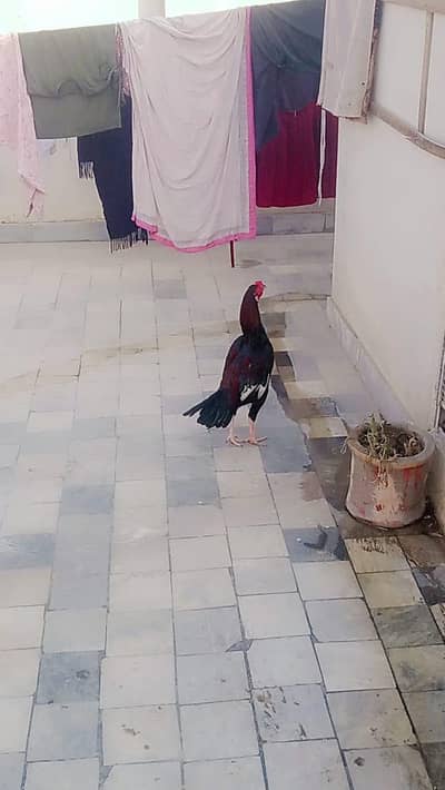 Top Assel Mianwali .  WhatsApp 03304503477