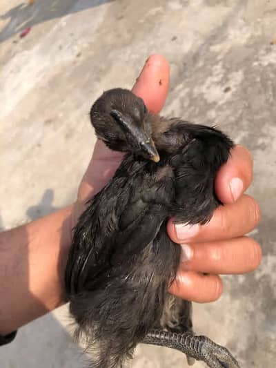 Ayam Cemani grey  tongue