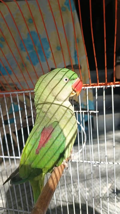 raw female parrot  forsale full active