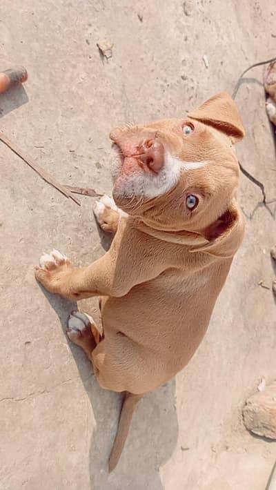 pitbull puppy 2male