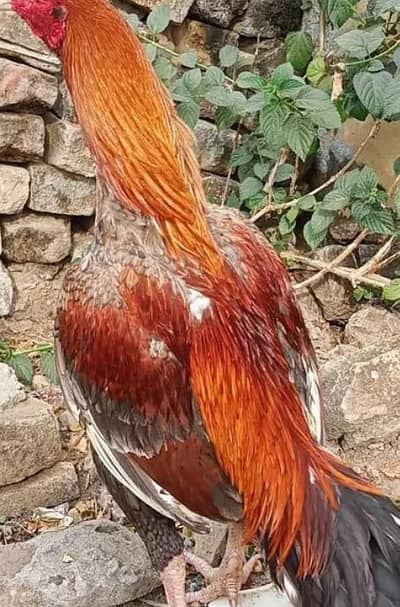 Aseel | australorp|golden misri | iron cage|thai aseel |complete setup