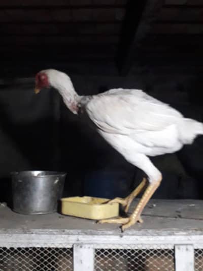 Japanese shamo cheks available best quality hited