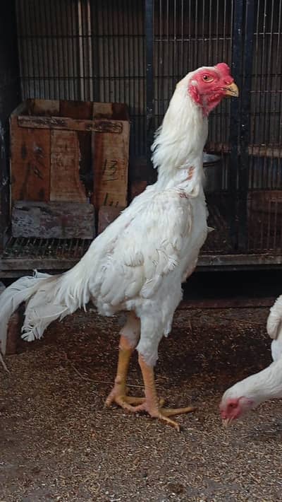 white Shamo 2 males available