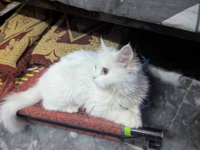 White Persian cat