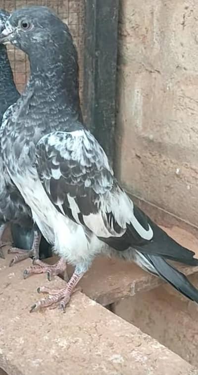 2 adad kabotar for sale