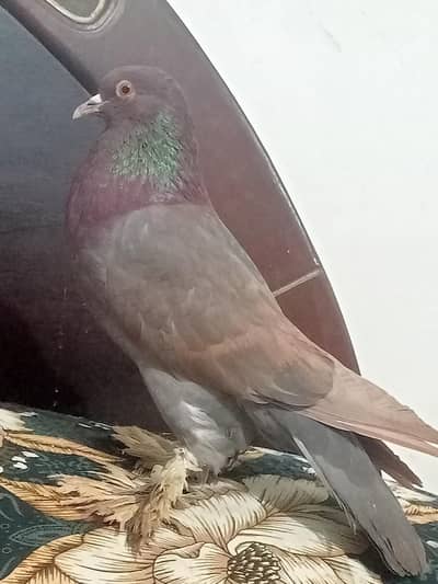 German Beauty male for sale