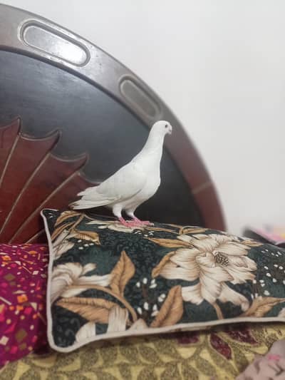 German Beauty male for sale