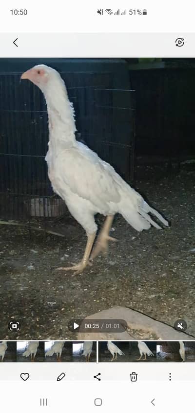 king o shamo papar white pair.  03495536584