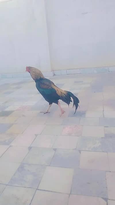 active and healthy male