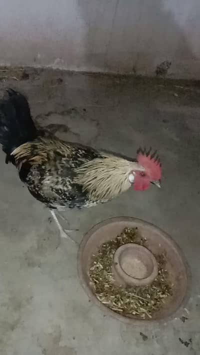 pour Misri murga for sale 03224186572