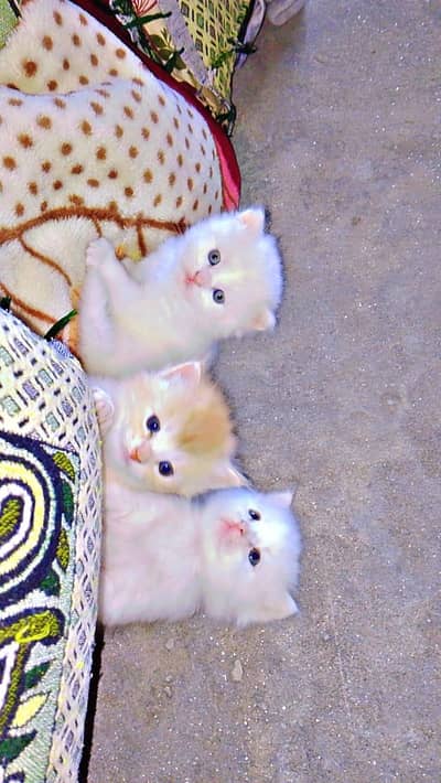 Persian Cat/Kitten/ Grey Eyes/ Male/ Female/Triple Coded/Available