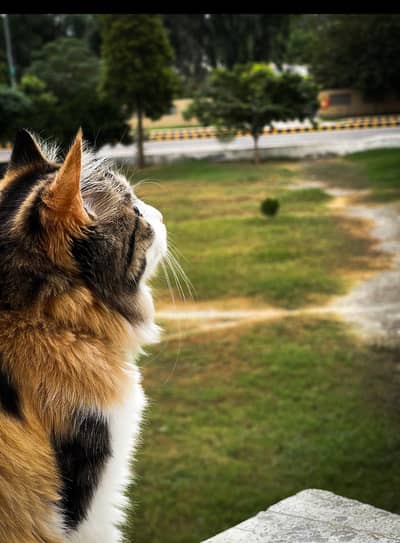  Mix Persian Fluffy Male Cat – Extremely Friendly & Well-Trained 