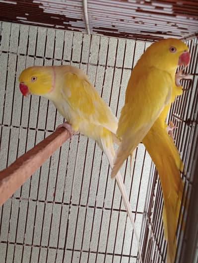 All bird for sale 03466646453