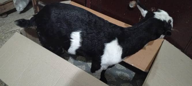 Australia teddi male goat