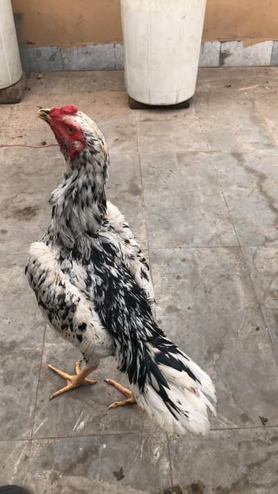 need money urgent sale