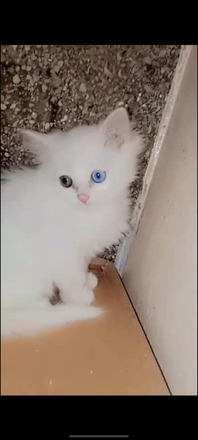 parsion kitten triple coated