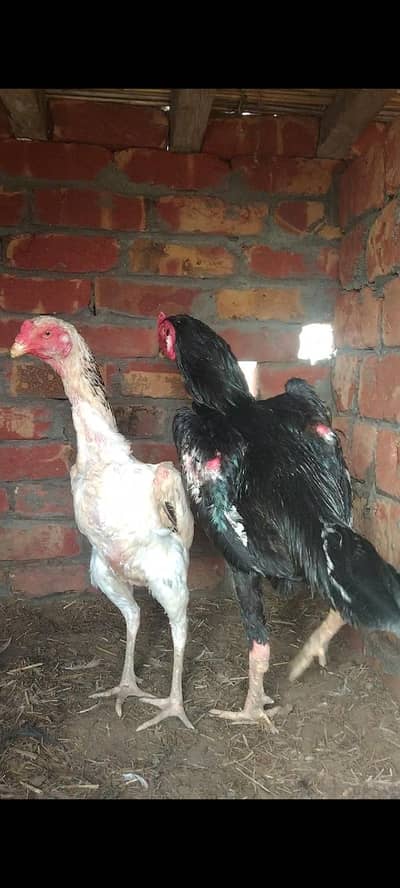 jet black king size o shamo.