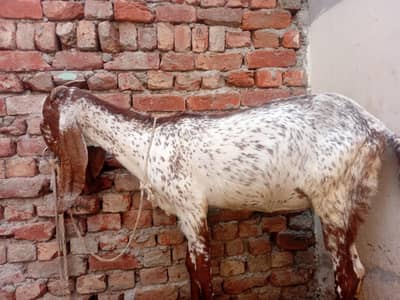 pure makhi cheeni bakri