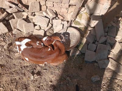 Cow with Female Baby for Sale