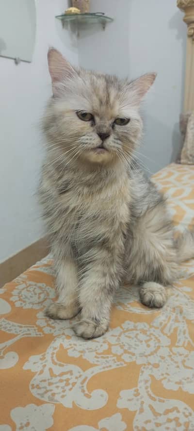 beautiful calico cat