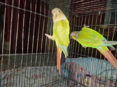 pineapple into green chick conure