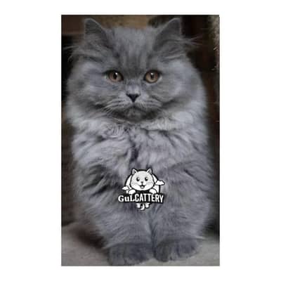 Persian British punch face piki face kitten cat available