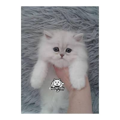 Persian British punch face piki face kitten cat available