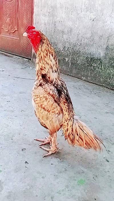 Gadra aseel patha band thukay huay jor cargo possible 0316,15,10,578