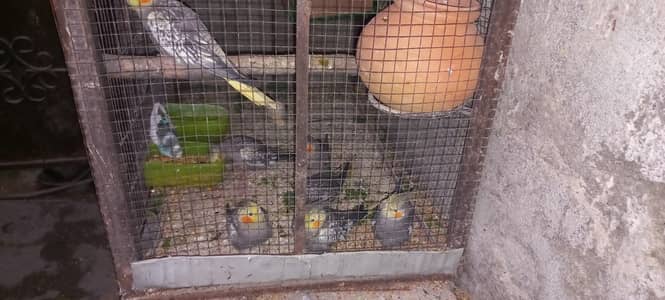 cockatiel and Australian bajri white red eyes healthy