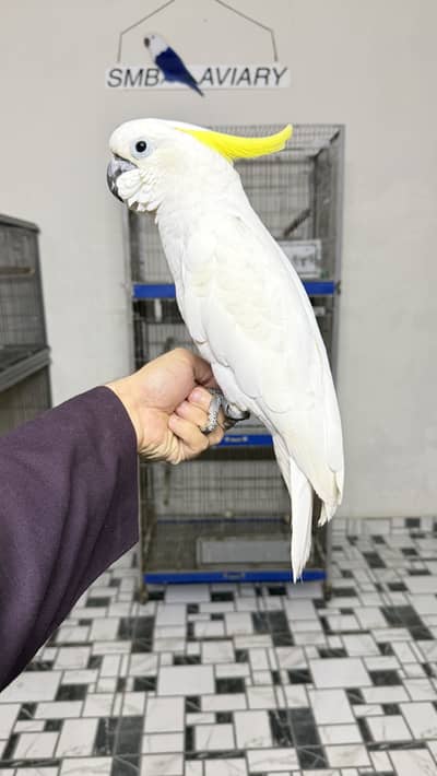 Triton Cockatoo Female