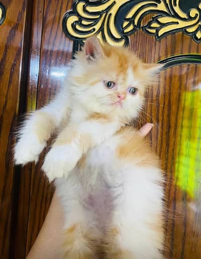 Show quality pure Persian kittens for sale (adult cats on adoption)