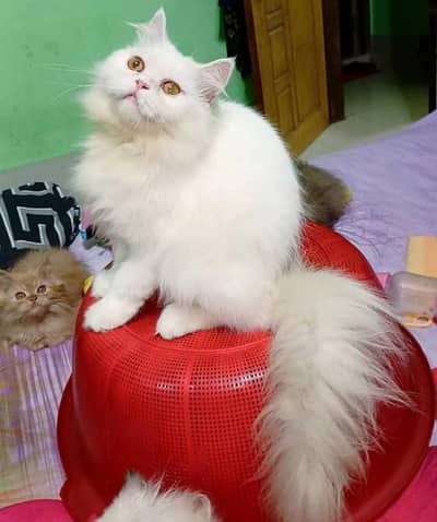 Show quality pure Persian kittens for sale (adult cats on adoption)