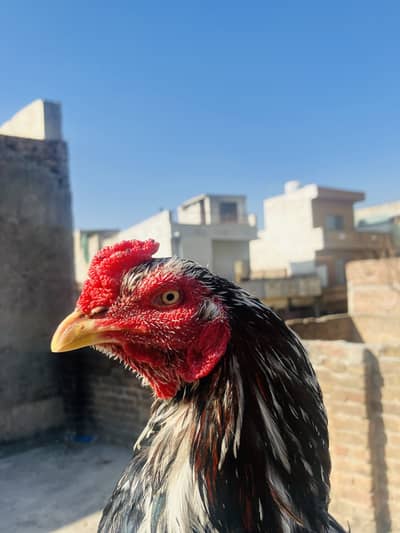 Cheez ki quality ap khud dekh lien