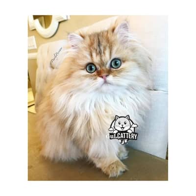 Persian British punch face piki face kitten cat available