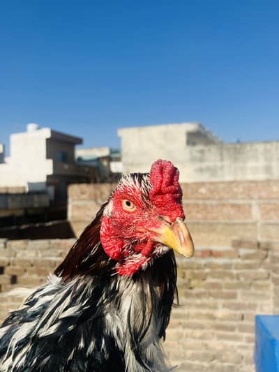 Quality ap khud check kro