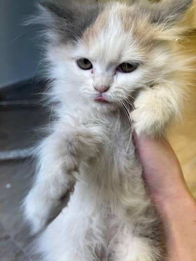 Persian kitten| double Coated |Doll Face kittens fluffy super coated