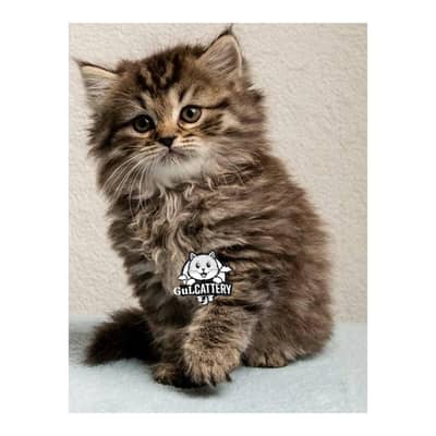 Persian British punch face piki face kitten cat available