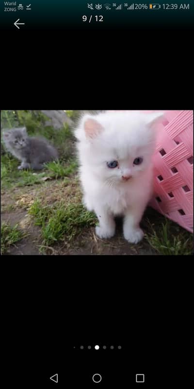 persian cat for adoption